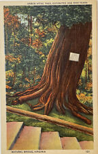 Vintage Postcard - Posted 1930s 1000 Year Old Arbor Vitae Tree Virginia VA  picture