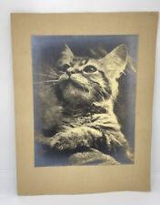 Antique Ernest Rawleigh Photograph Of A Cat Looking Up  picture