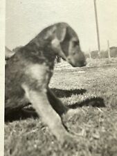 Y2 Photograph Artistic 1926 Profile View Close Up POV Schnauzer Puppy Dog Cute picture
