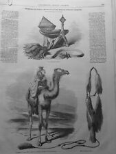 1851 1937 Touareg Meharis Desert Army French Cambon 15 Newspapers Antique picture