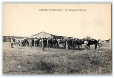 1918 Horse Grooming Coetquidan Camp Saint-Malo-de-Beignon France Postcard picture