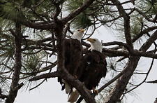photograph of two bald eagles in love picture