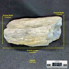 Fossil Dinosaur Bone, Utahraptor Ostrommaysorum 9.5 Lbs picture
