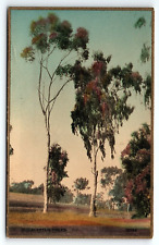 1930s EUCALYPTUS TREES HAND COLORED PHOTOGRAPH MARTIN-ROSS CO LTD POSTCARD P459 picture