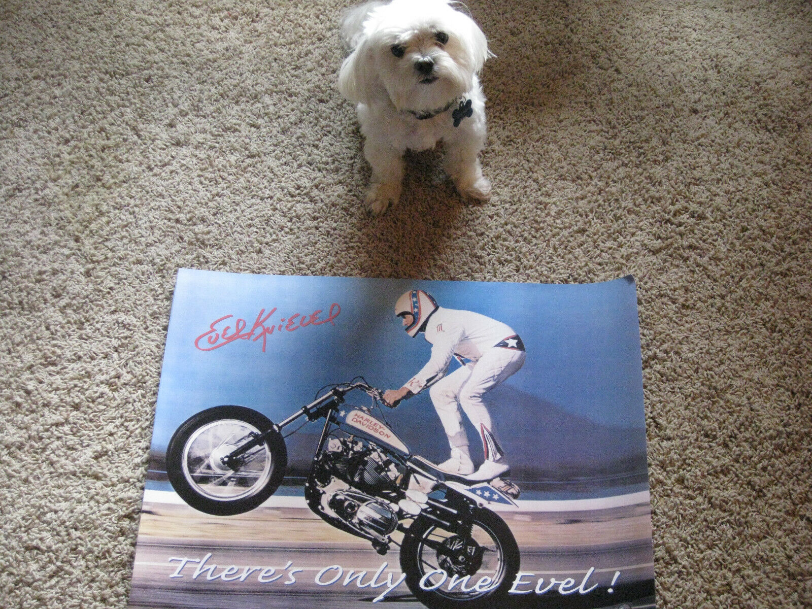 EVEL KNIEVEL STAND UP WHEELIE POSTER 18X24 - THERE IS ONLY ONE EVEL LAST STOCK