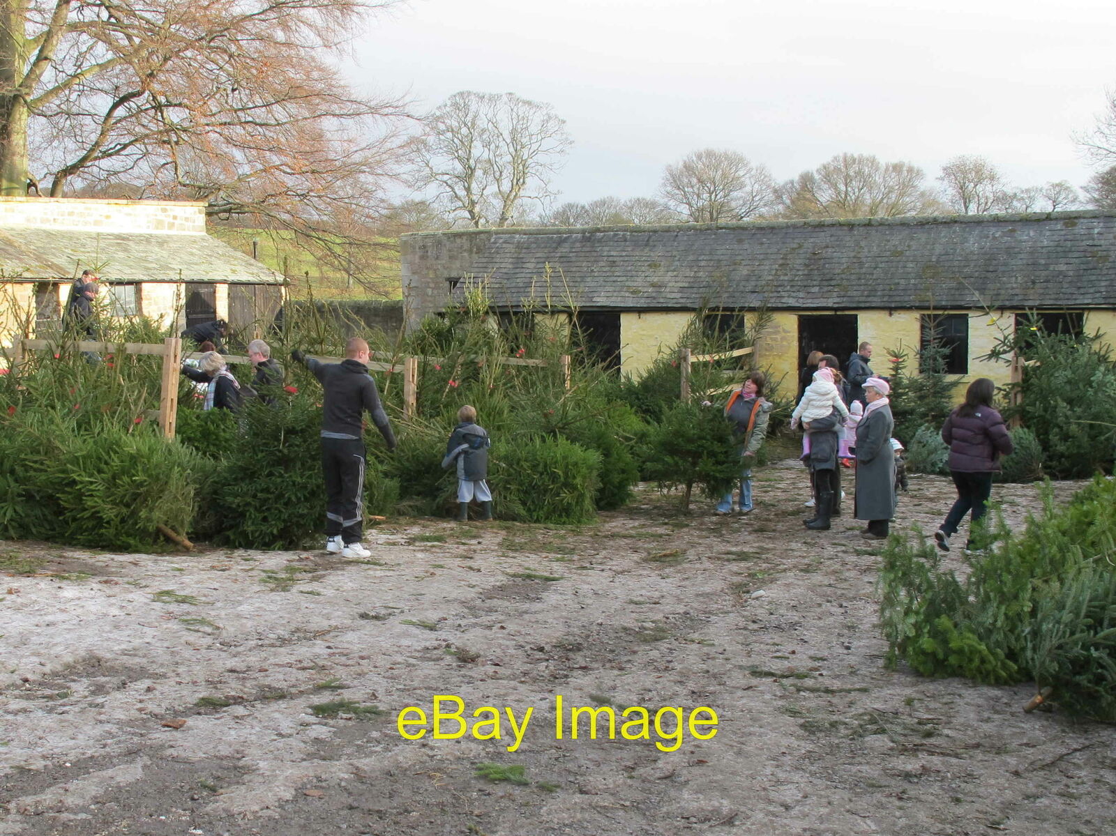 Photo 12x8 Christmas tree sales yard at Raby Castle Buying a tree is a fam c2010