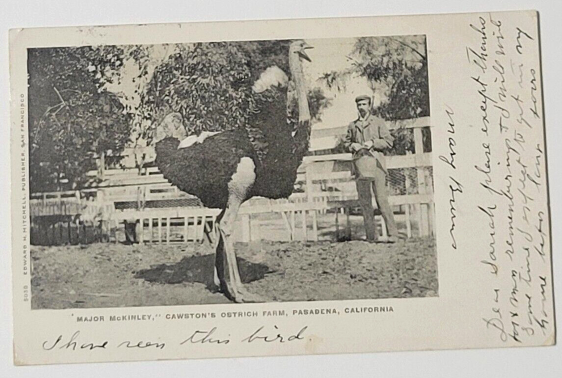 1906 Ostrich Farm Pasadena California Major McKinley Vtg Postcard