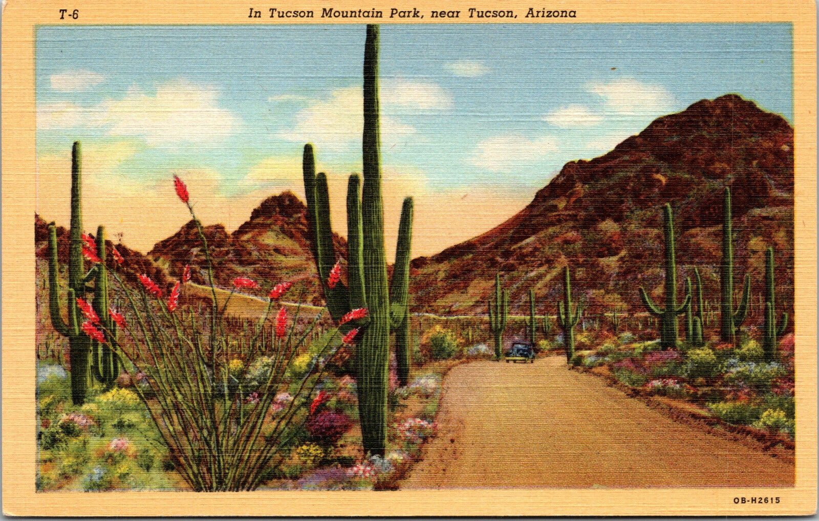 Vtg 1950 Cactus In Tucson Mountain Park Tucson Arizona AZ Linen Postcard