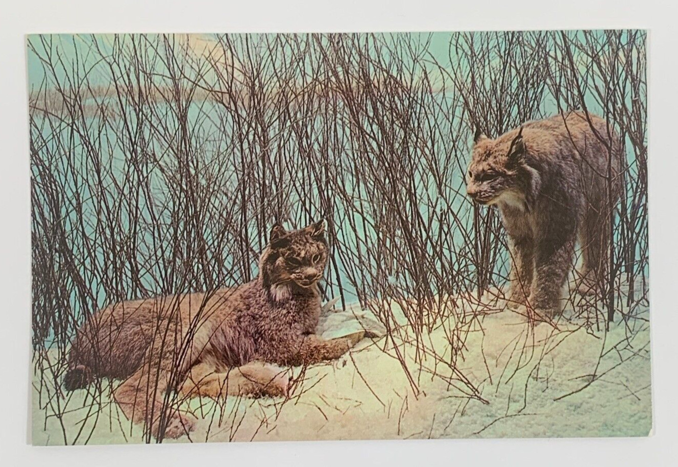 Canada Lynx Denver Museum of Natural History City Park Colorado Postcard
