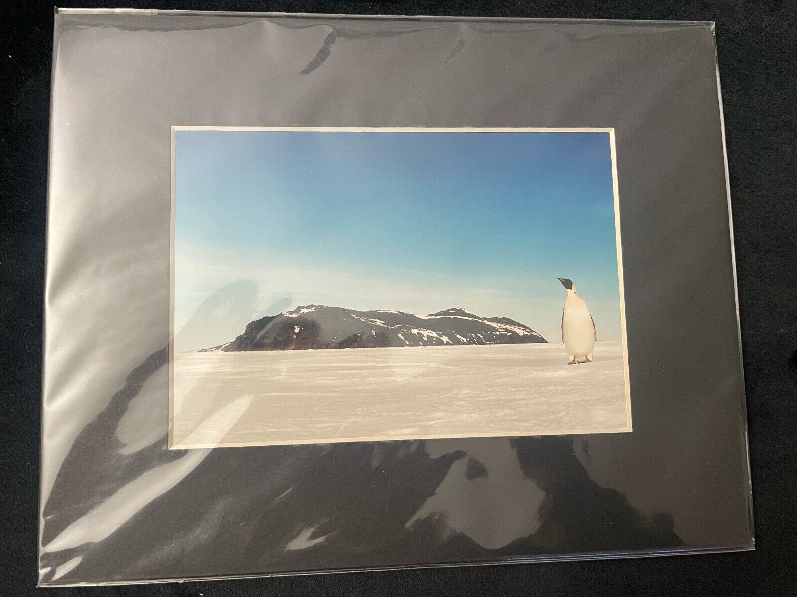 Antarctica Photography Photo I Amazing Penguin l