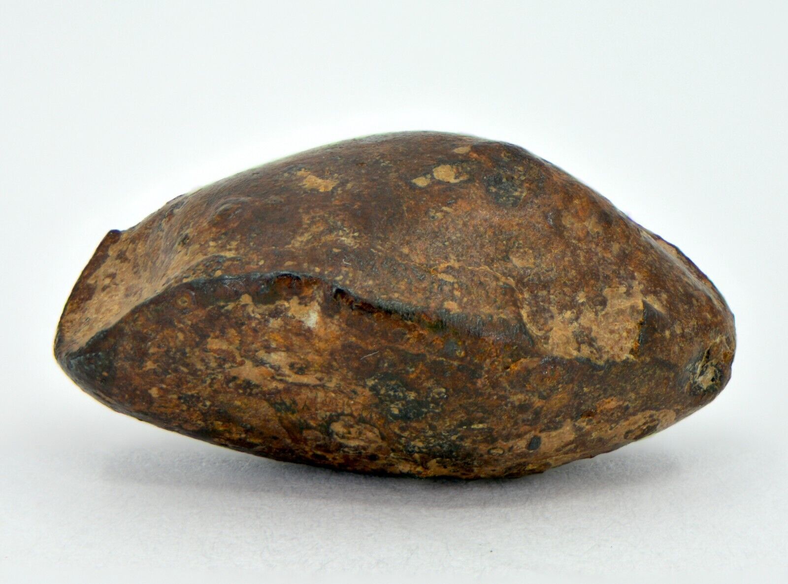 9.29 gram NWA 859 TAZA meteorite - Ungrouped Iron Meteorite I TOP METEORITE