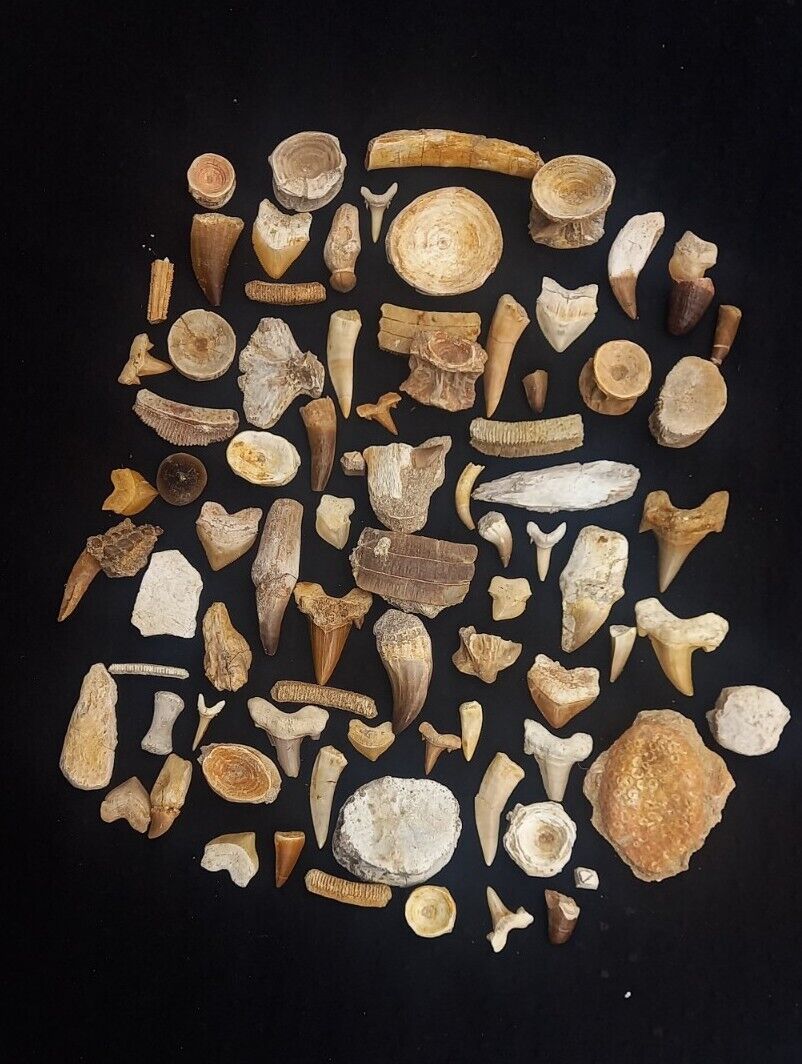 LOT OF 82 PCs Best Quality Collection ASSORTED FOSSILS From Morocco Fossilized