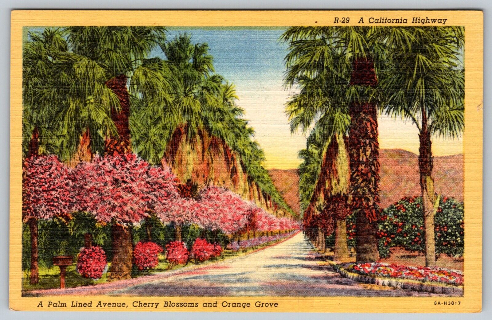 California Highway Palm Lined AVE Cherry Blossom Orange Grove Vintage Postcard