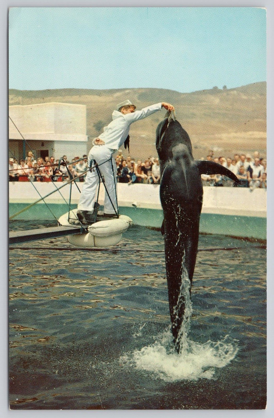 Postcard Marineland of the Pacific Palos Verde CA Bubbles Dolphin