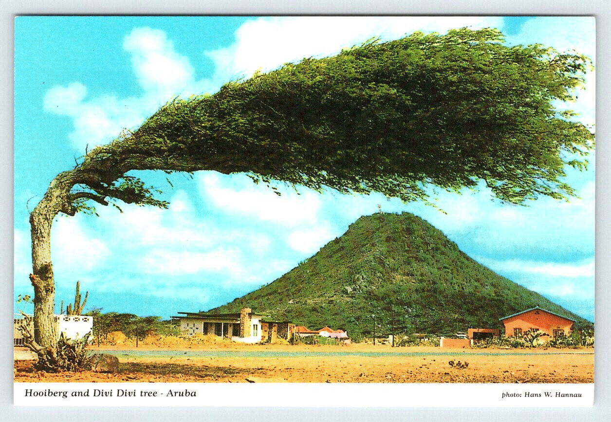 Hooiberg and Divi Divi Tree Aruba 4x6 Postcard MD21