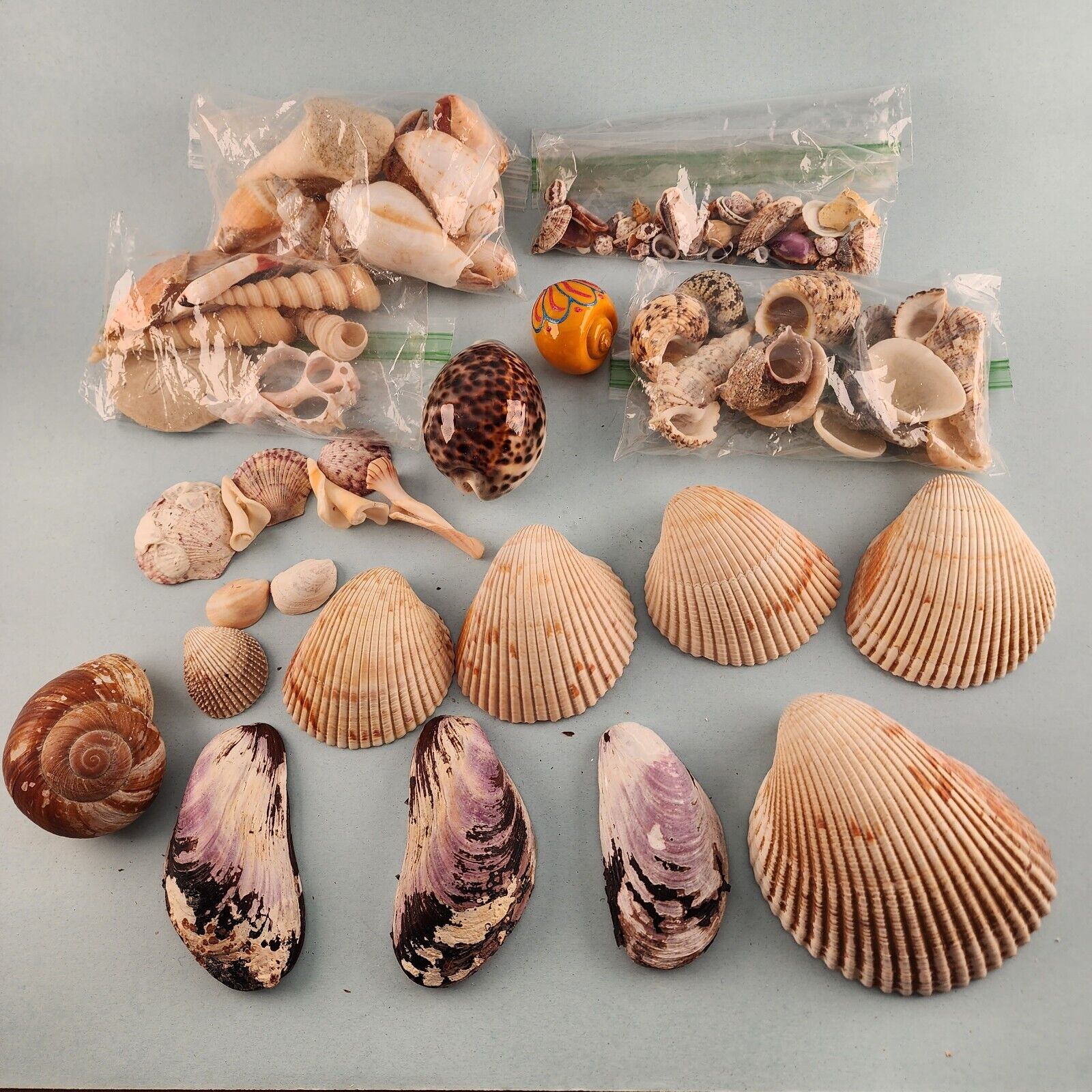 Seashells 2 Pound Lot Various Smaller Shells for Art Projects Plus a Snail Shell
