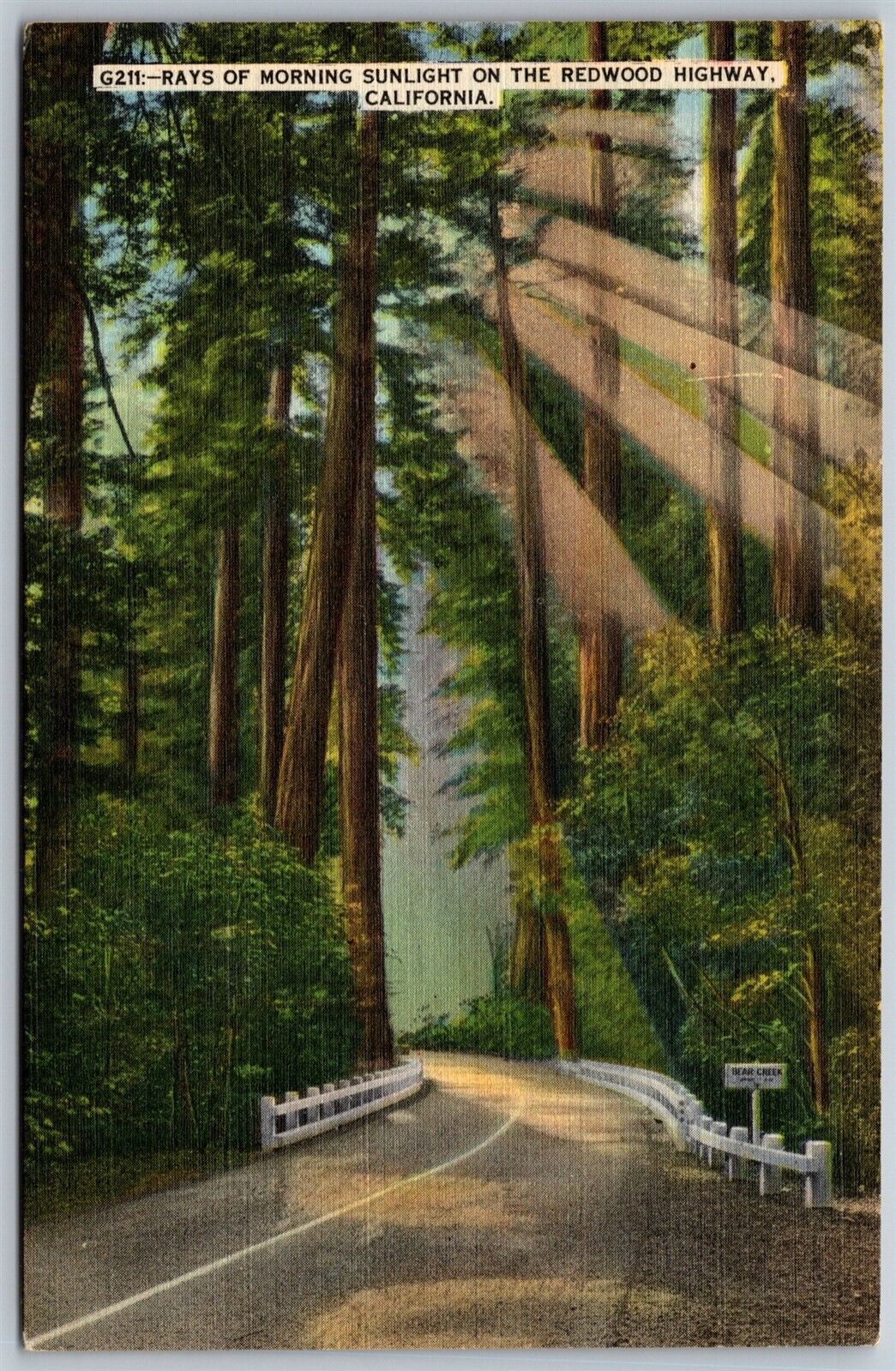 Vtg California CA Rays Of Morning Sunlight On The Redwood Highway Road Postcard