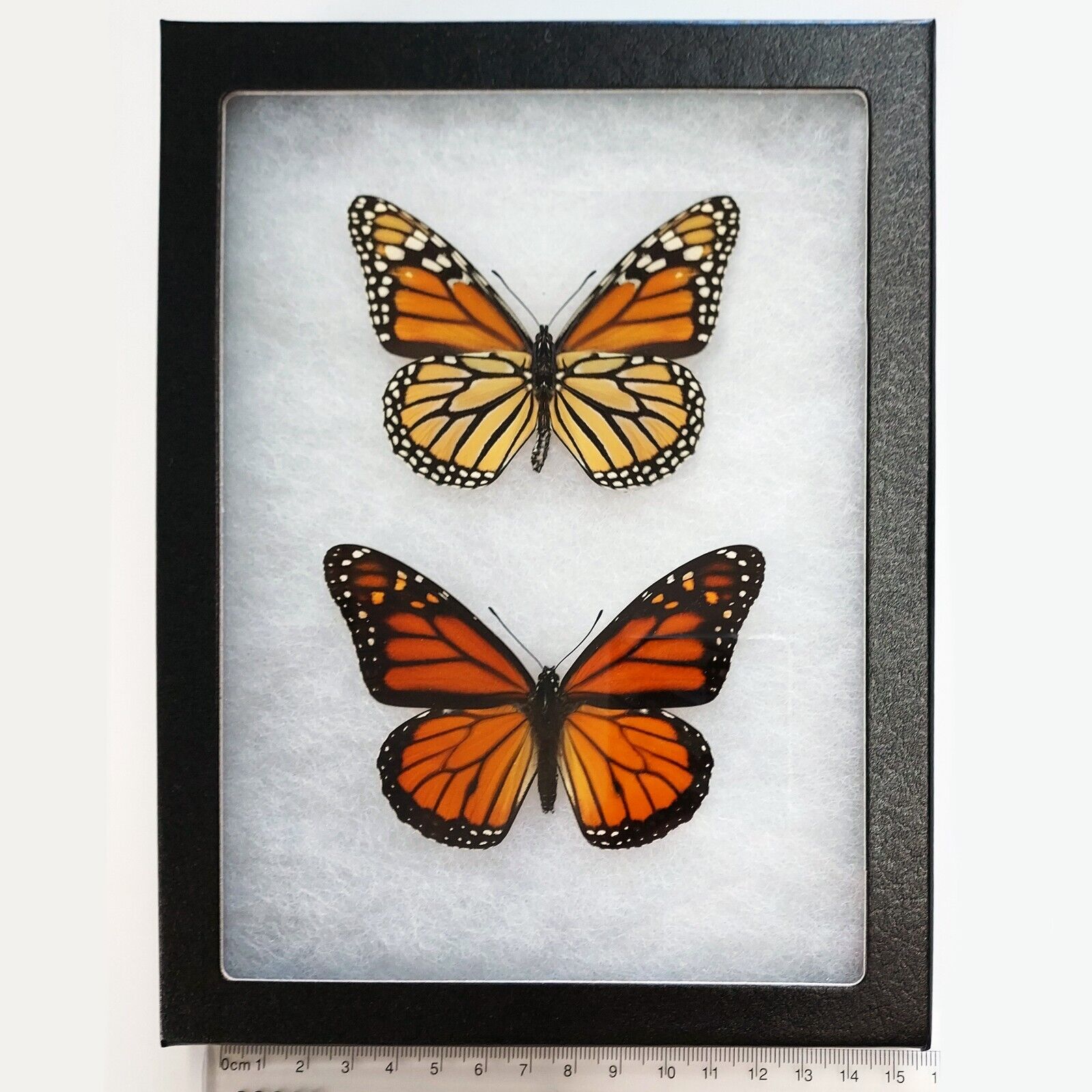 Danaus plexippus VERSO + RECTO orange monarch butterfly USA Framed Pair