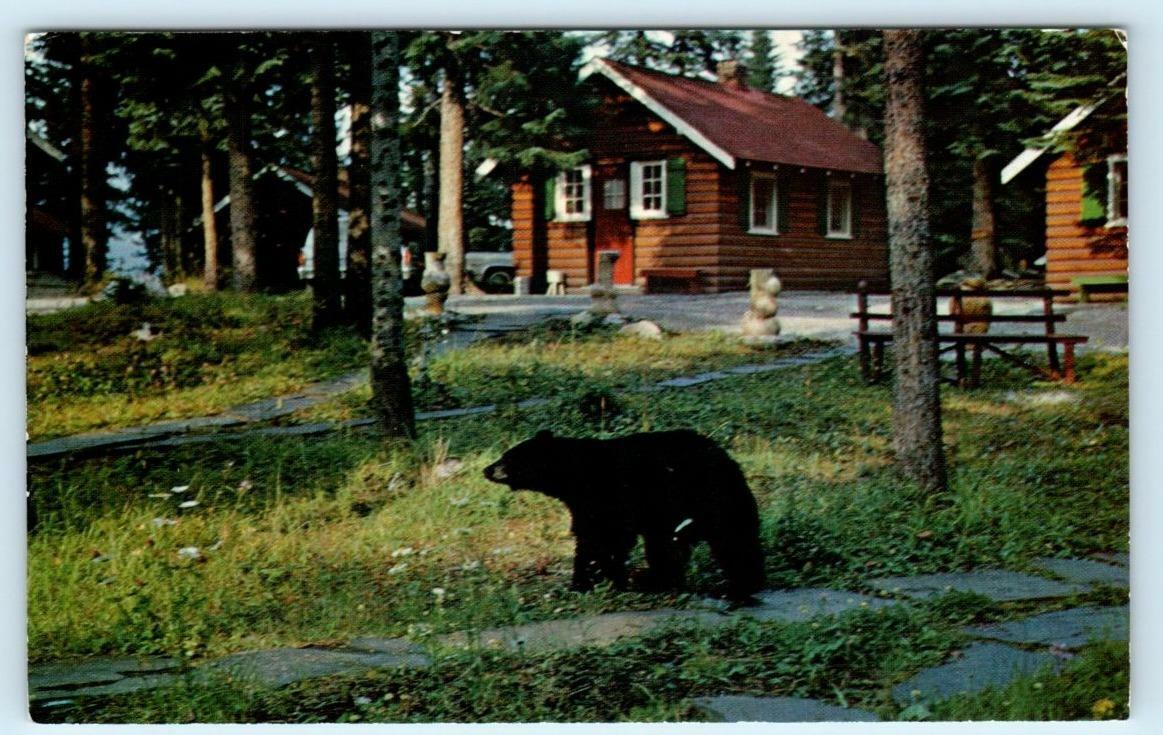 LAKE LOUISE, Alberta Canada ~ Roadside PARADISE LODGE Bear Visit c1960s Postcard