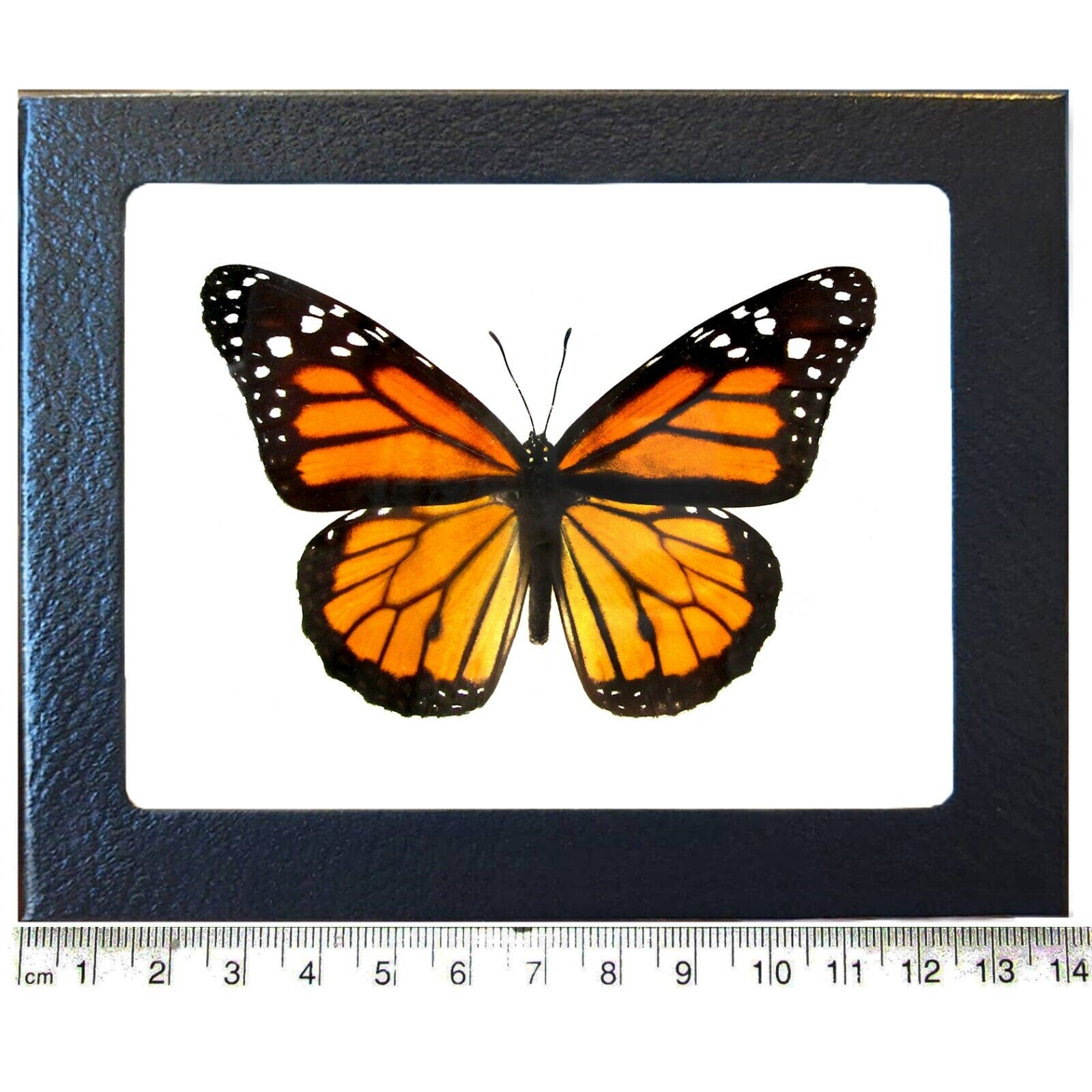 Danaus plexippus ONE NORTH AMERICAN MONARCH BUTTERFLY WHOLESALE WINGS CLOSED 
