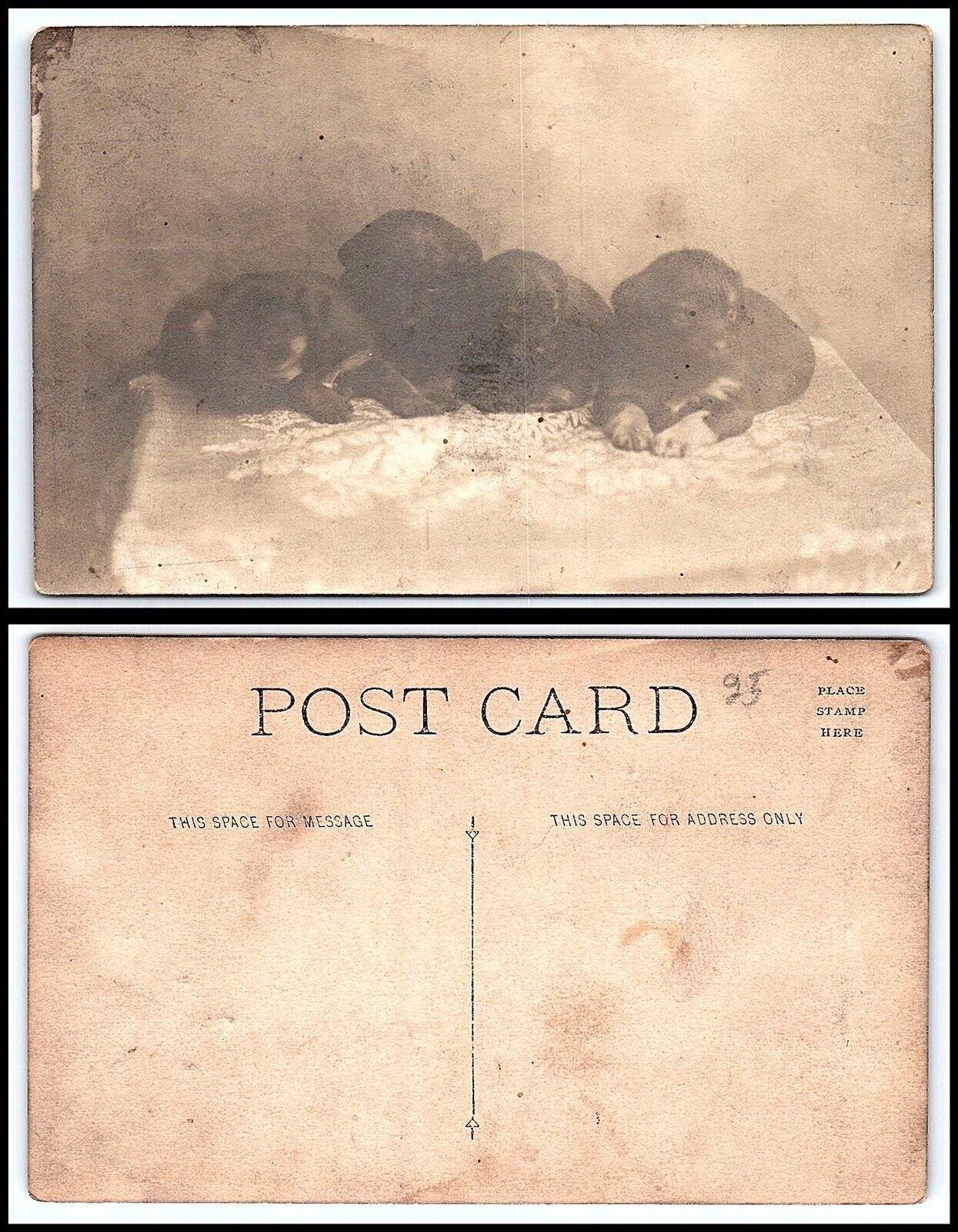 Vintage Postcard - 4 Puppies F28