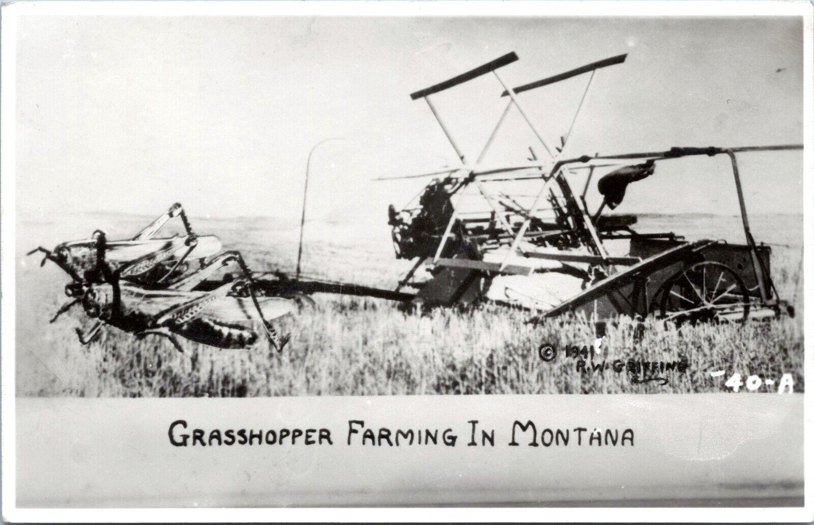 RPPC Grasshopper Farming in Montana - Humor Exaggerated Real Photo Postcard