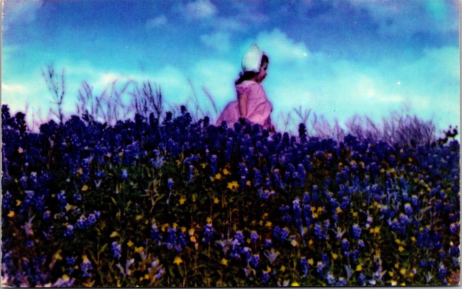 Vtg Blue Bonnets of Texas TX State Flower Chrome Scenic View Postcard