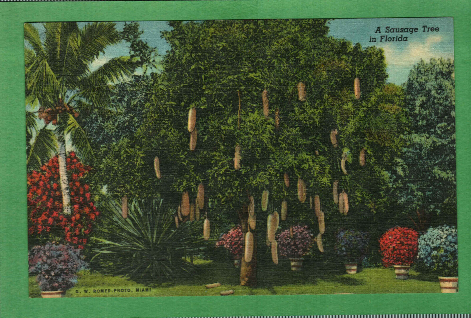 Postcard Sausage Tree Kigelia Pinnata Riviera Gardens Miami Florida FL