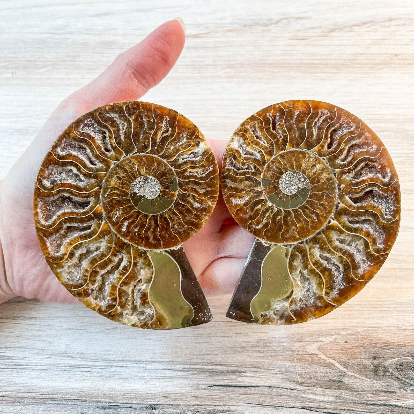 Ammonite Fossil Pair with Calcite Chambers 198g, Polished