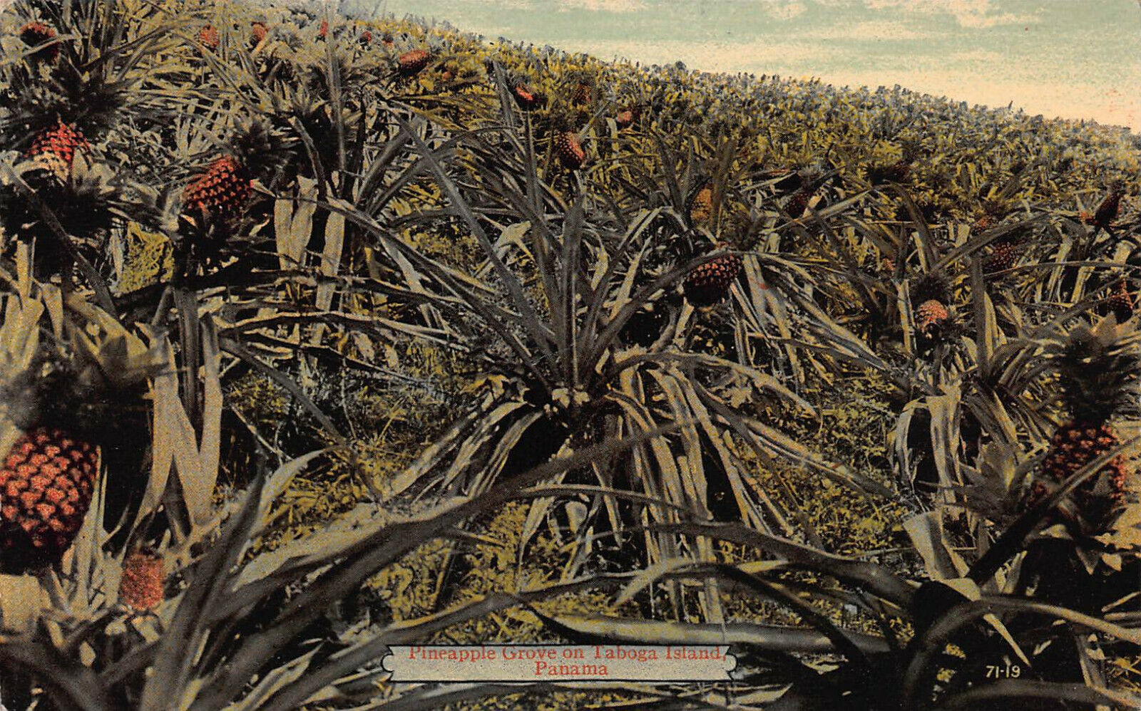 Pineapple Grove on Taboga Island, Panama, Early Postcard, Unused 