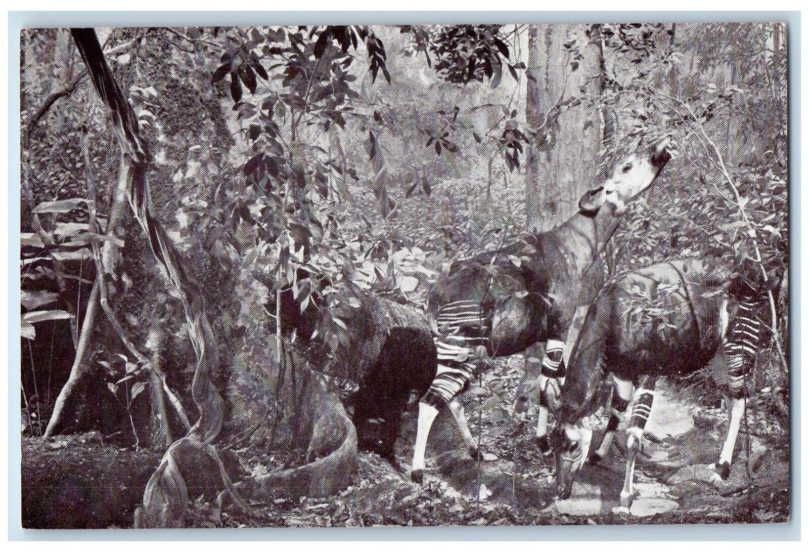 The American Museum Of Natural History Okapi New York NY Vintage Postcard