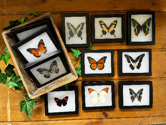 Framed Butterflies Spread Specimens in Riker Mount Frames