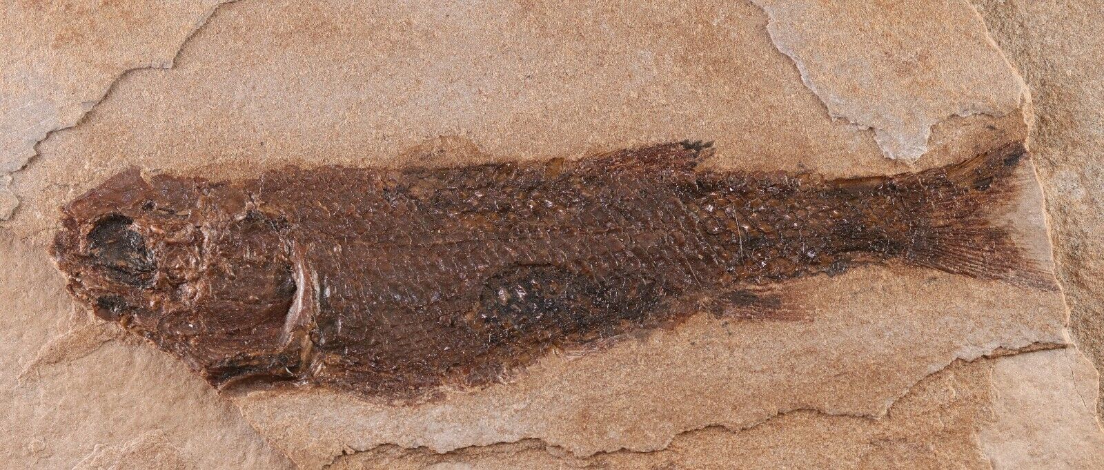 Rare Jurassic Fossil Fish Hulettia Apex Predator Sundance Fm. Wyoming COA 4131