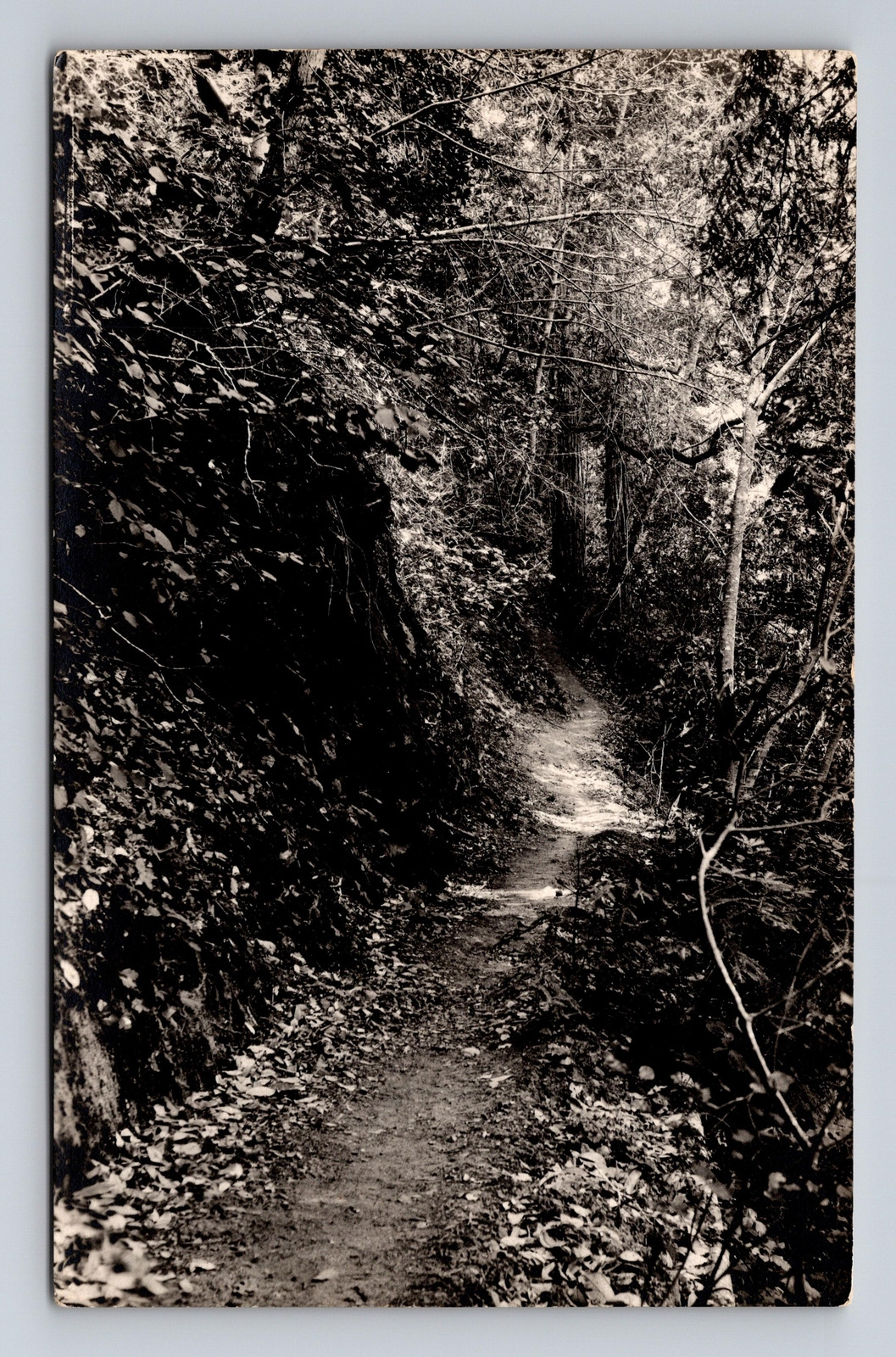 1918-1930 AZO RPPC Postcard Mysterious Wooded Path Trail to Van Zanths Unknown