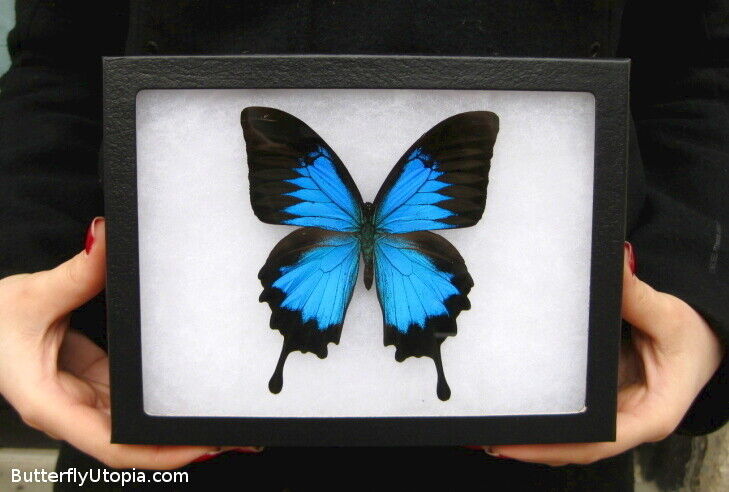 Real Framed Blue Mountain Swallowtail Butterfly - 8x6 Riker Mount