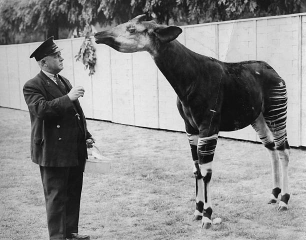 An Okapi at London Zoo 1st August 1935 Old Historic Photo