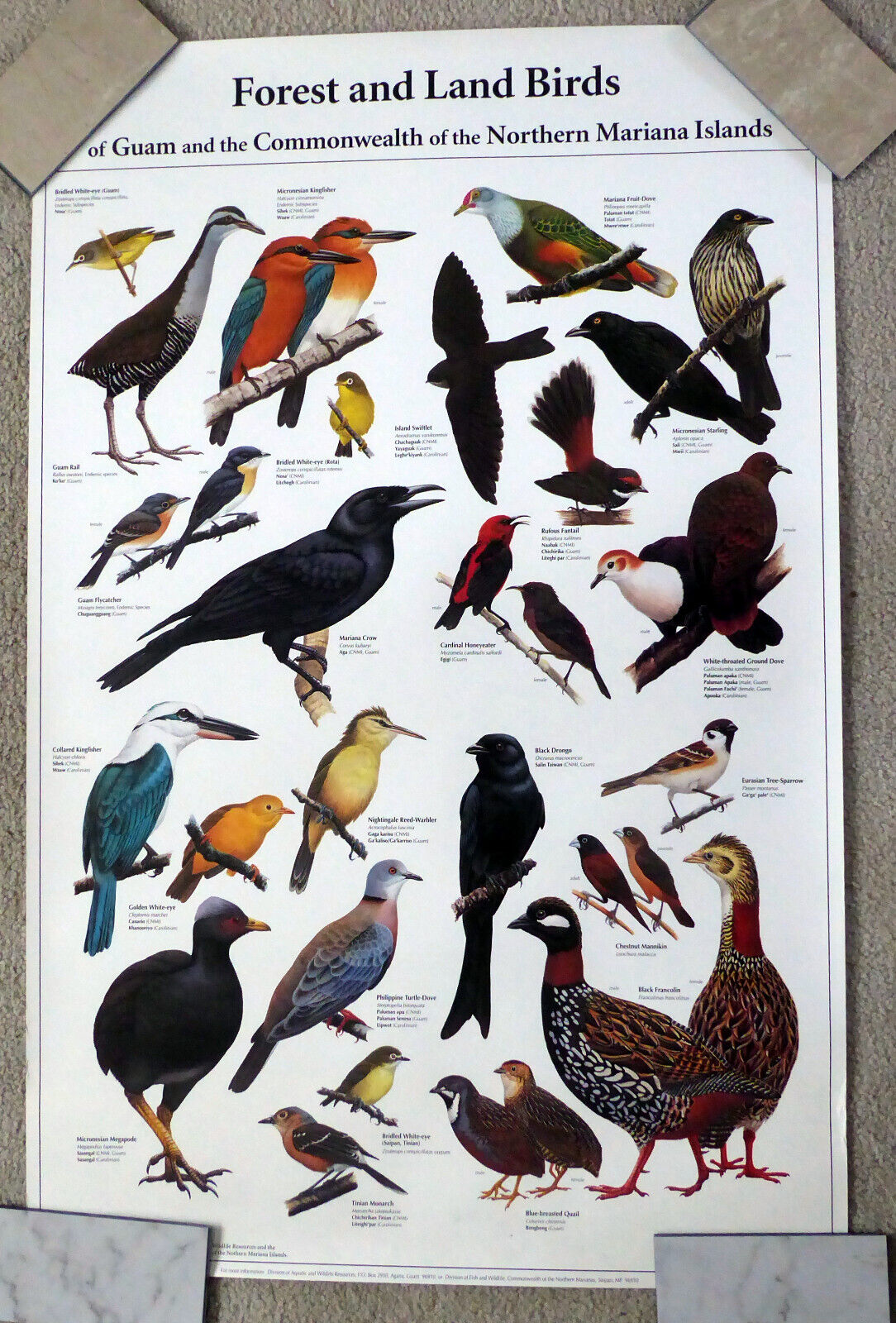 Forest And Land Birds Of Guam and the CNMI ~ 22x 34\