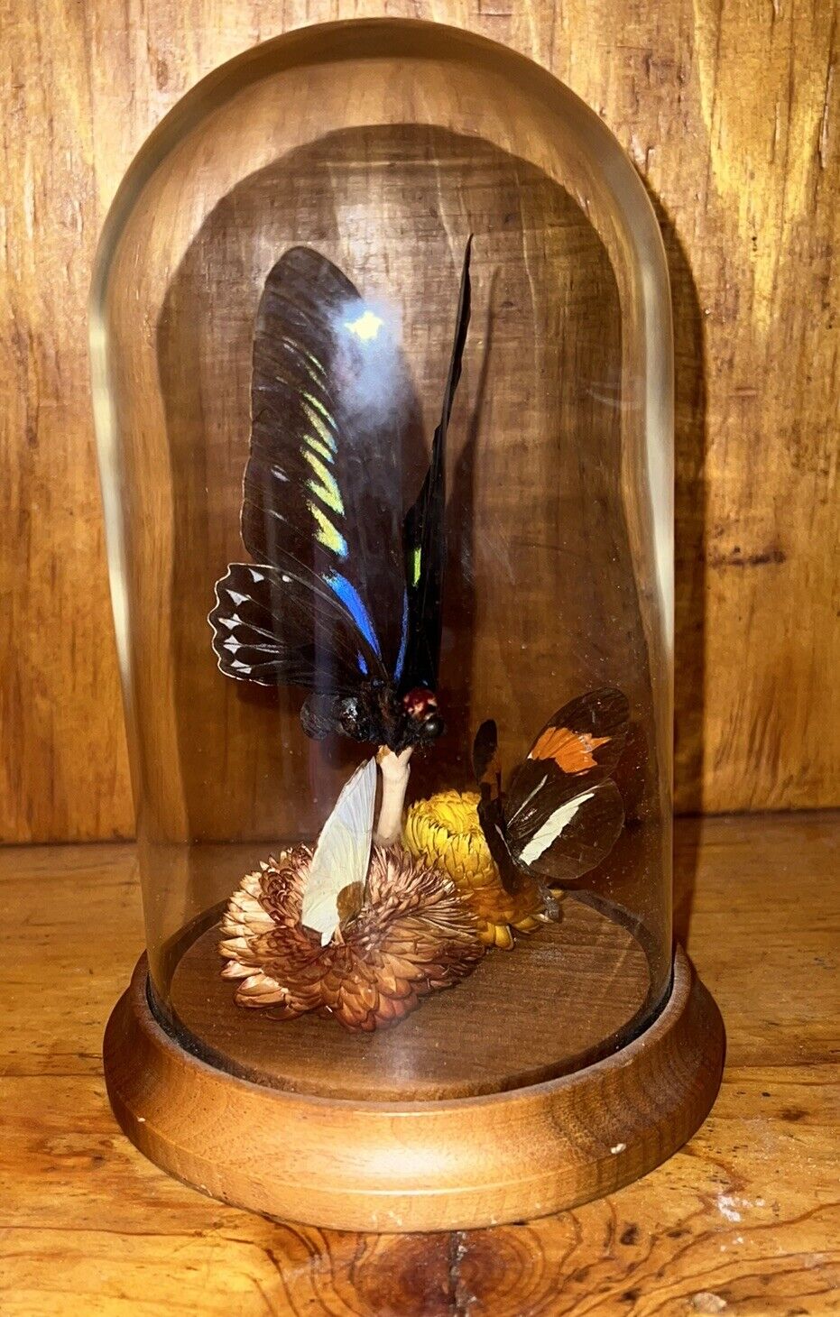 Vintage Real Butterfly Glass Dome Display