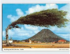Postcard Hooiberg And Divi Divi Tree, Aruba picture