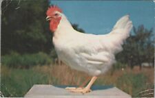 c1950s Greetings from Hillrose Colorado rooster chicken barnyard alarm E393 picture