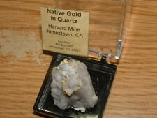 HARVARD-JAMESTOWN MINE GOLD QUARTZ SPECIMEN 10.8 GRAM CALIFORNIA GOLD AND QUARTZ picture