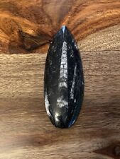 Belemnite Orthoceras Polished Fossil Rock 5 1/2 Inches Rockhound Geology picture