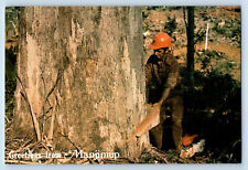 Western Australia Postcard Greetings from Manjimup Tree Felling c1960's picture