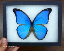 Real Framed Blue Morpho Didius Butterfly - 8x6 Riker Mount picture