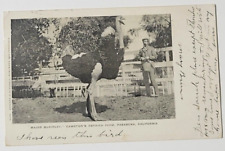1906 Ostrich Farm Pasadena California Major McKinley Vtg Postcard picture