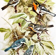 Blackburnian & Cerulean Warblers 1957 Lithograph Bird Print John H Dick DWDD5 picture