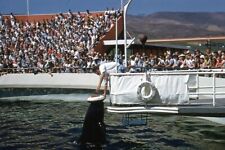 MARINELAND Found  50's 60's SLIDE Photo RED BORDER COLOR Found 35mm  312 LA 81 N picture