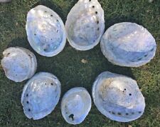 Lot of 7 abalone shells 3 to 10 inches picture