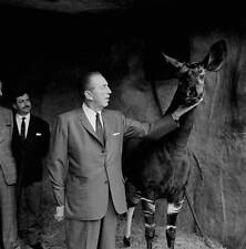 Walt Disney with an okapi during his visit at the zoo of Vincennes 1960 Photo picture
