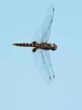 Incredible photograph of a dragonfly in mid-air picture